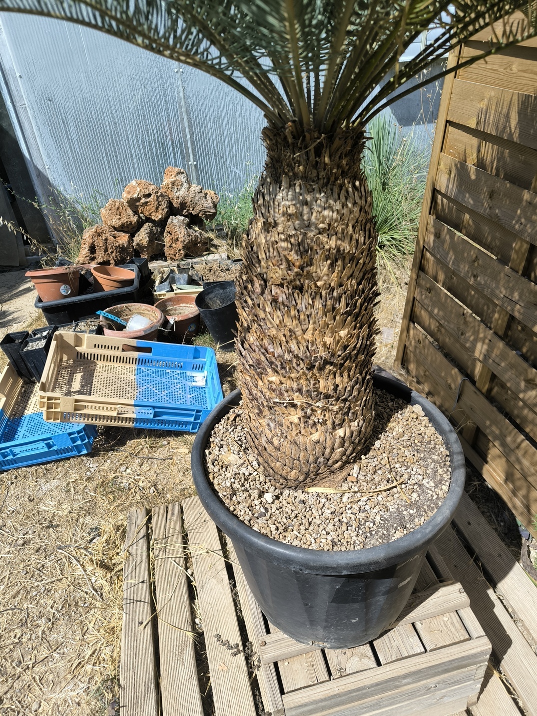 Cycas platyphylla 50cm caudex – Image 6