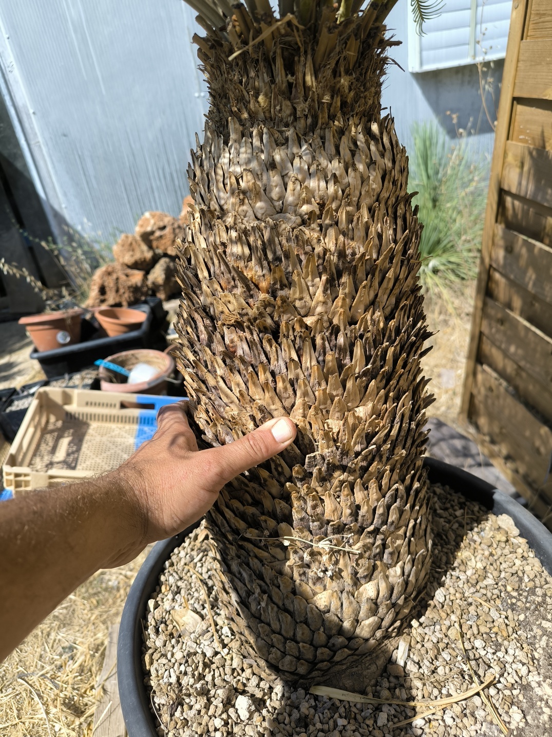 Cycas platyphylla 50cm caudex – Image 5
