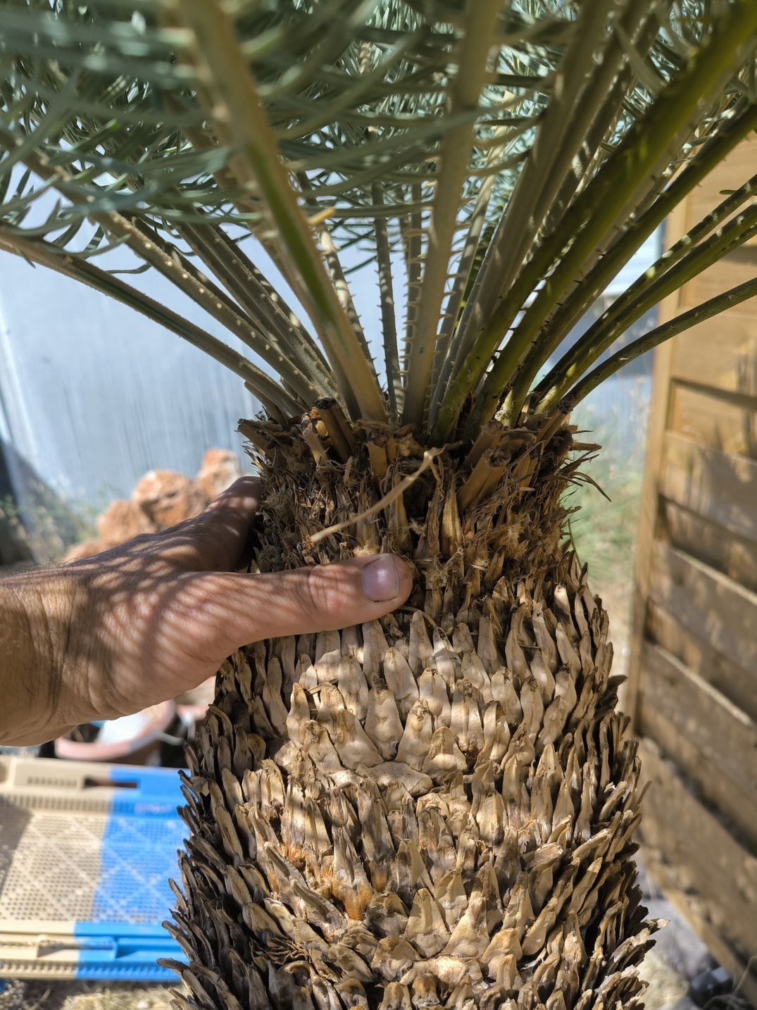 Cycas platyphylla 50cm caudex – Image 4