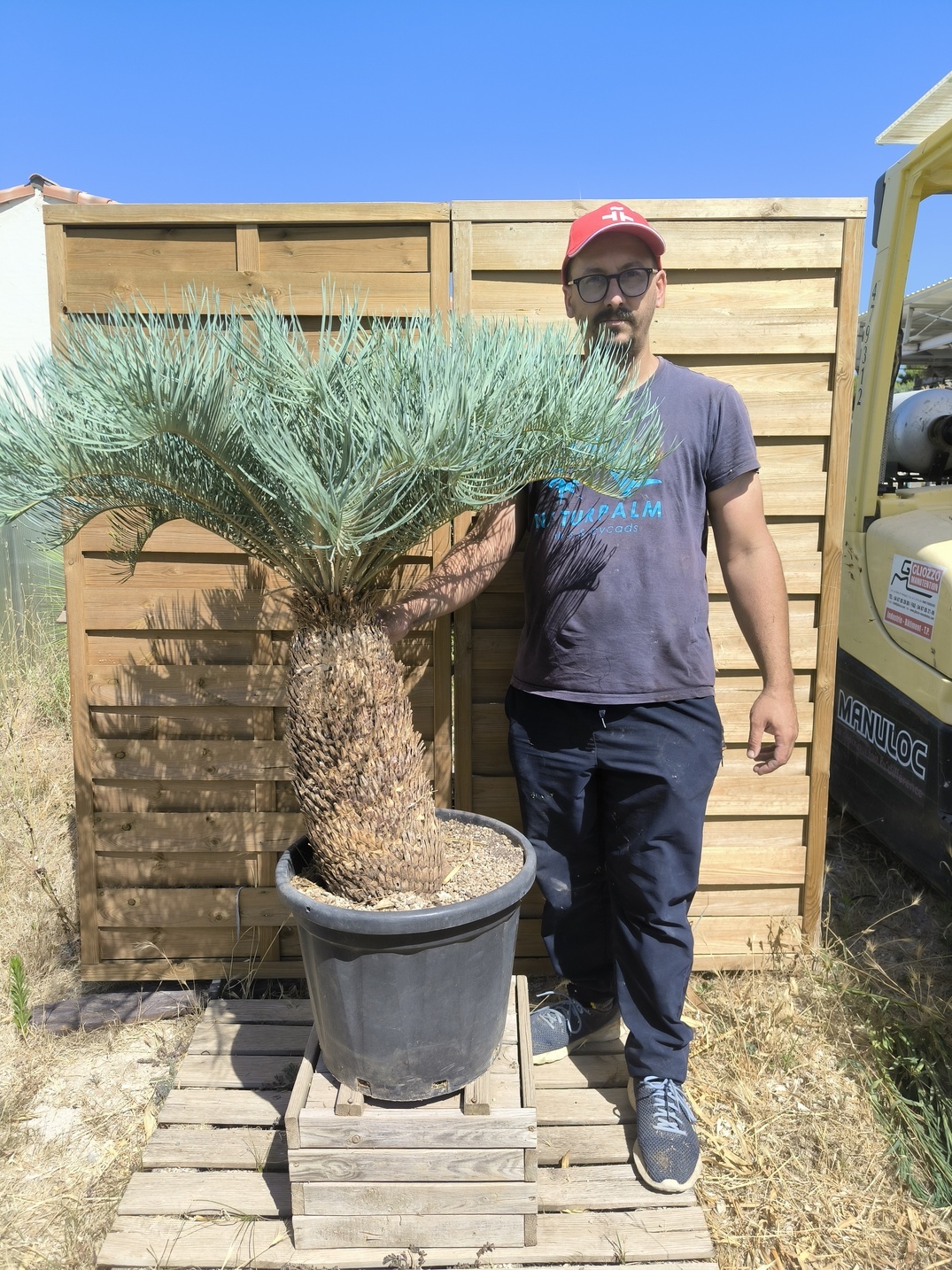 Cycas platyphylla 50cm caudex – Image 3