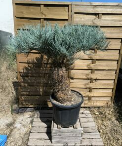 Alternative view of Cycas platyphylla 50cm caudex