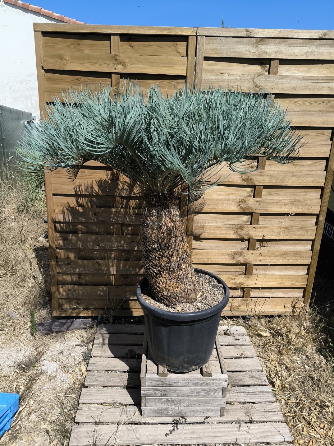 Cycas platyphylla 50cm caudex – Image 2