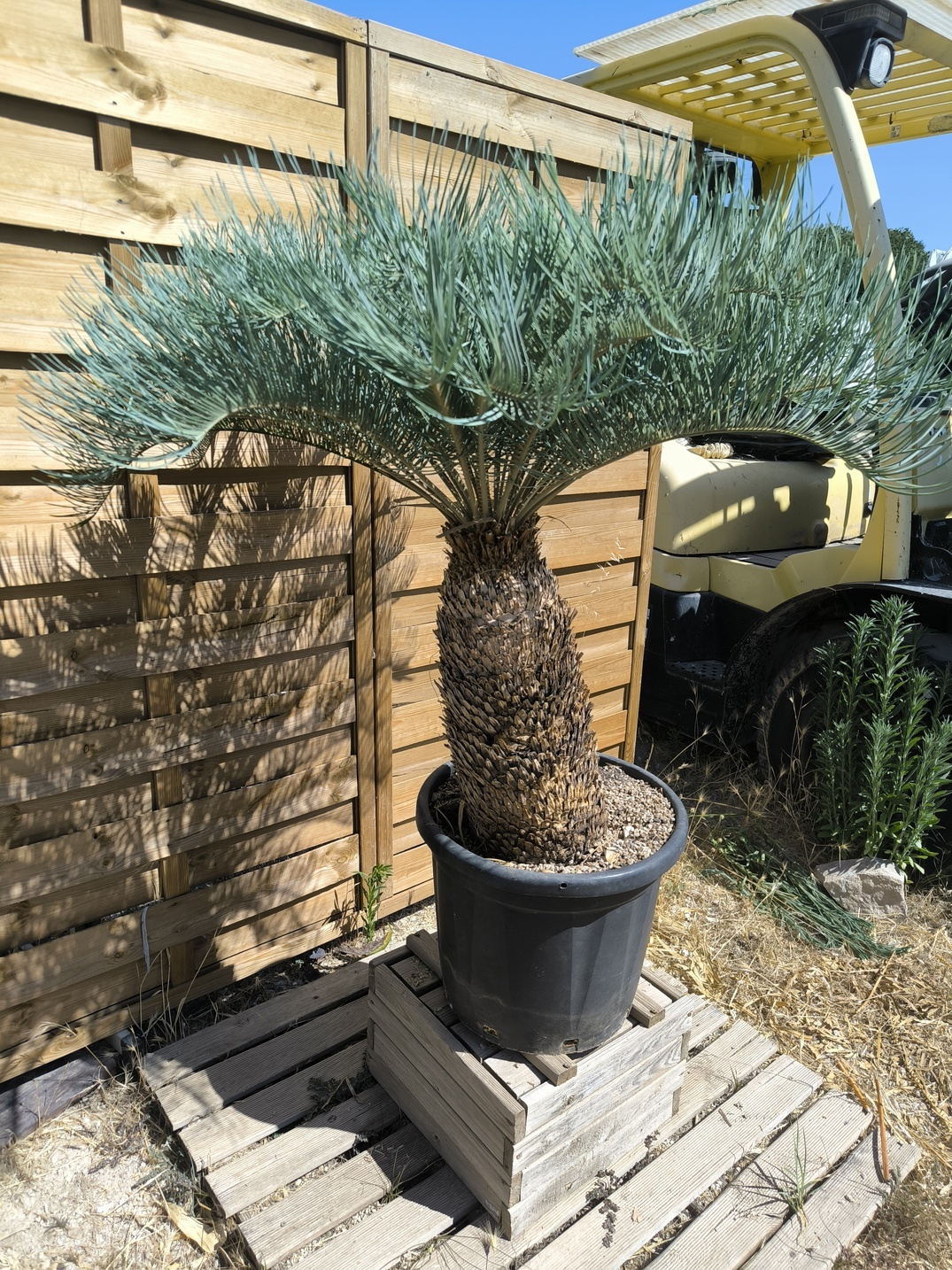 Cycas platyphylla 50cm caudex – Image 15