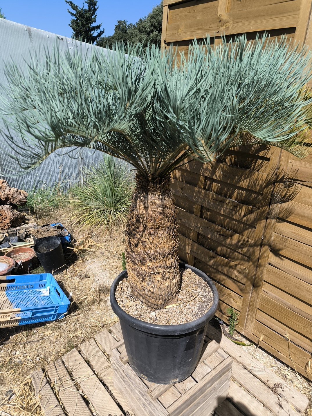 Cycas platyphylla 50cm caudex – Image 14