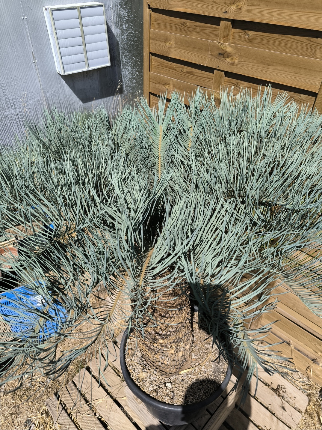 Cycas platyphylla 50cm caudex – Image 13