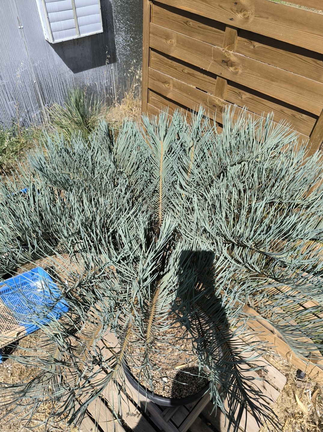 Cycas platyphylla 50cm caudex – Image 12
