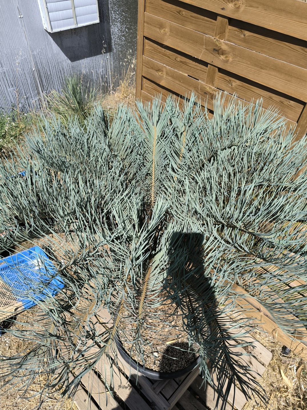 Cycas platyphylla 50cm caudex – Image 11