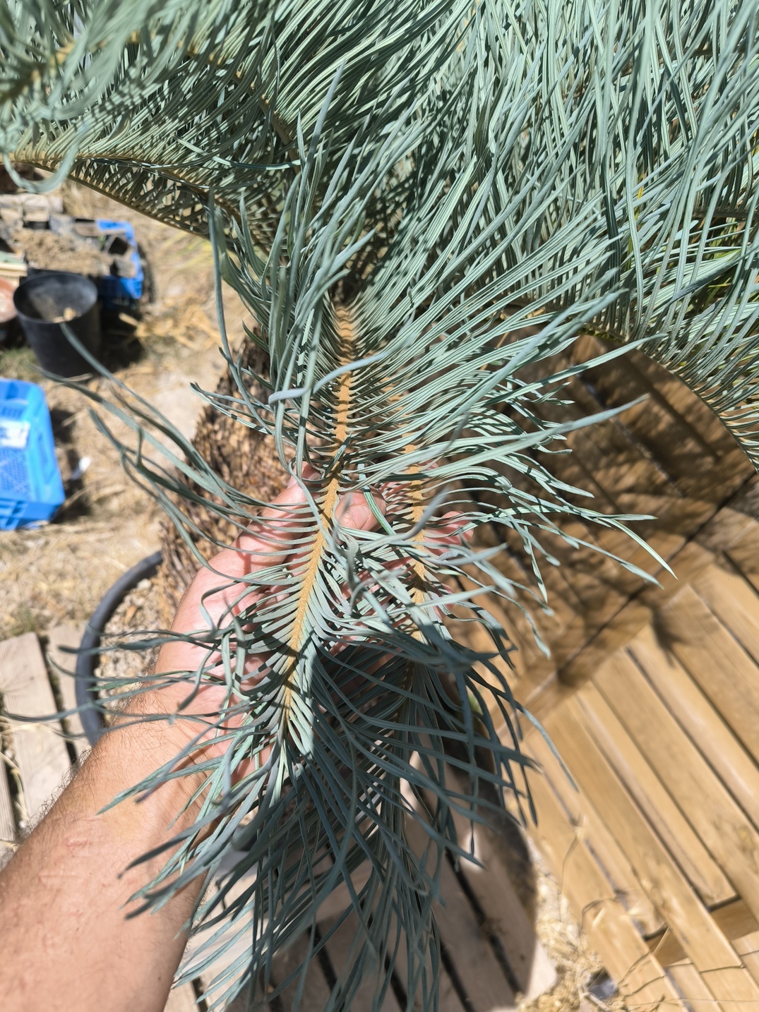 Cycas platyphylla 50cm caudex – Image 10