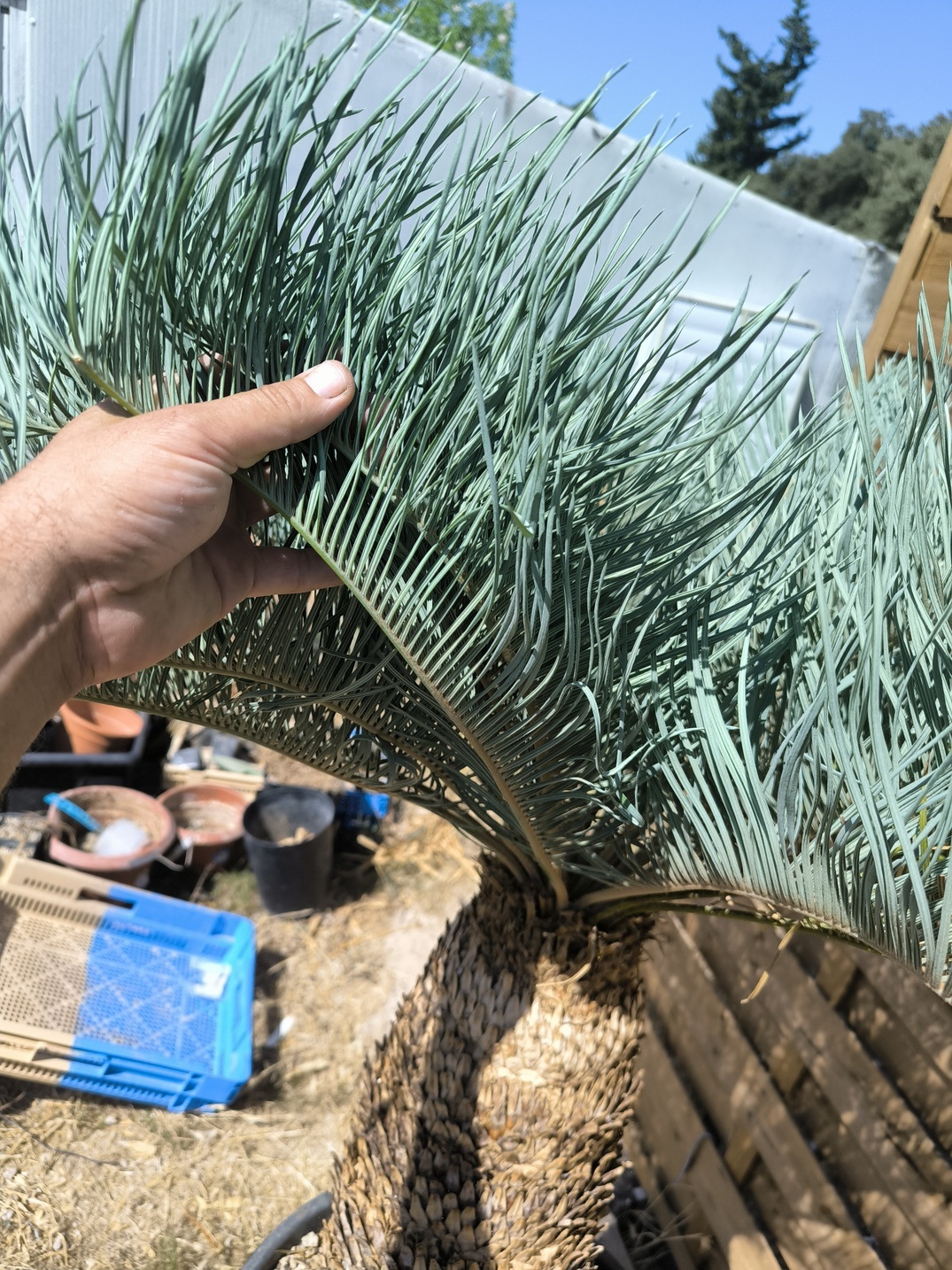 Cycas platyphylla 50cm caudex – Image 9