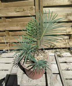 Cycas revoluta x panzhihuaensis 4cm caudex