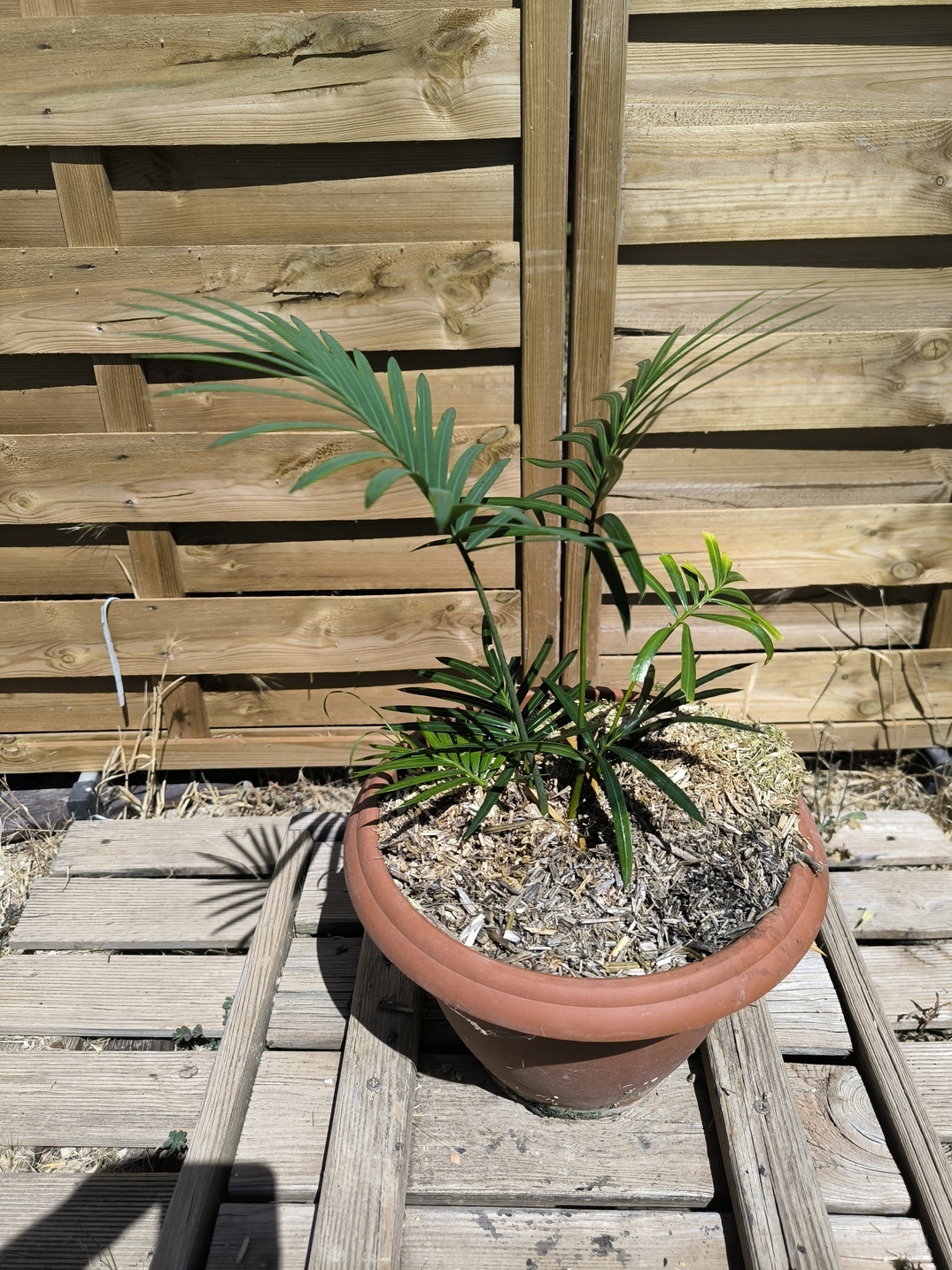 Cycas sexseminifera 4cm caudex – Image 7