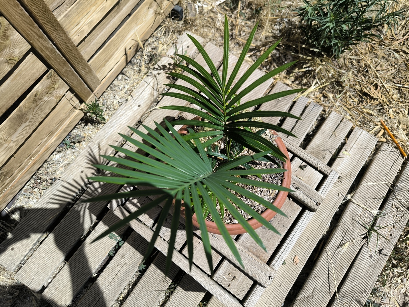 Cycas sexseminifera 4cm caudex – Image 3