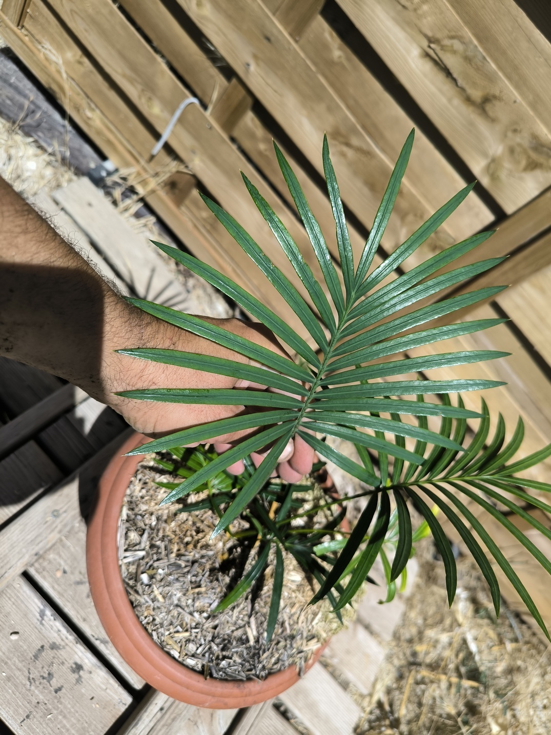 Cycas sexseminifera 4cm caudex – Image 4
