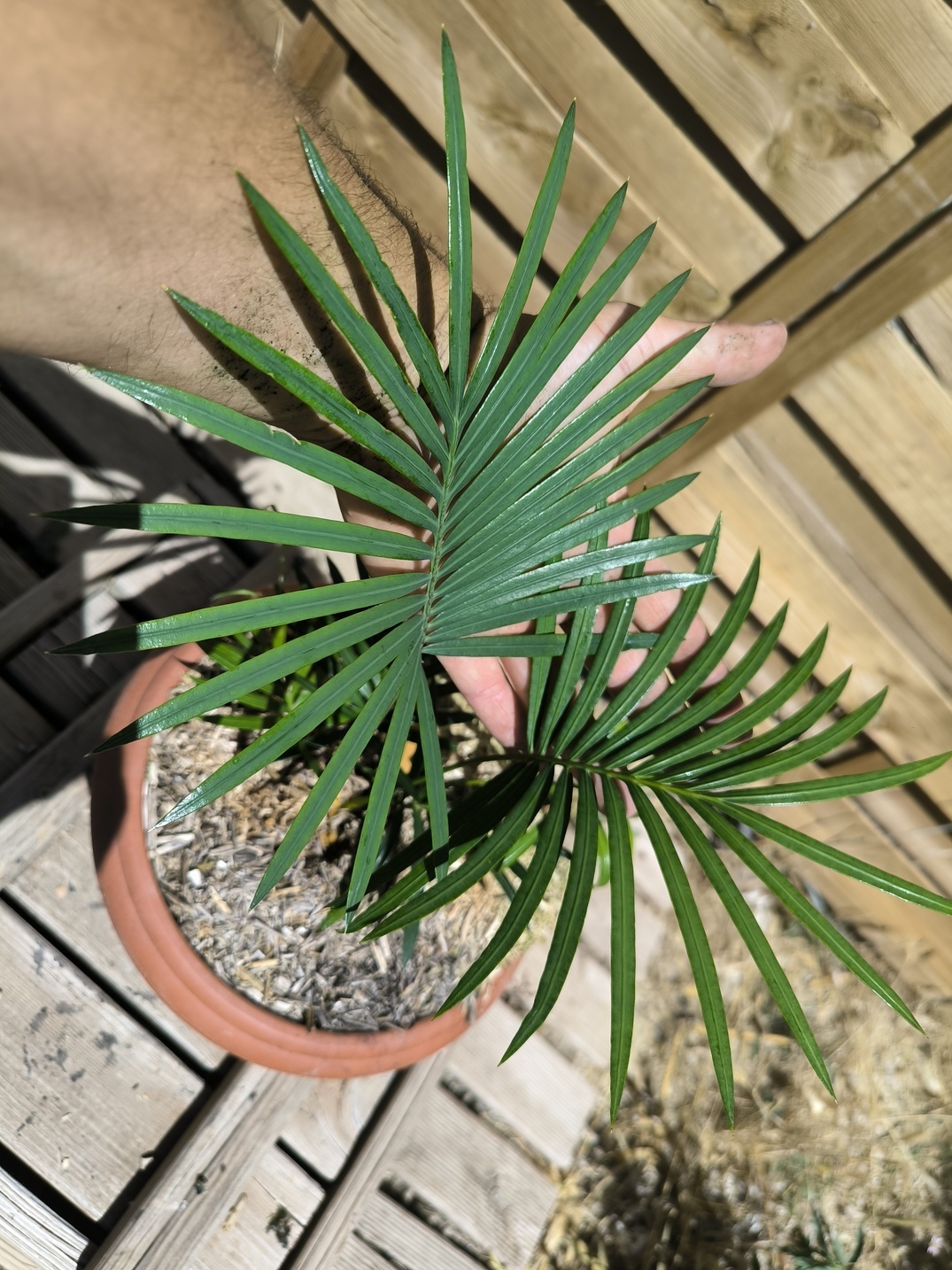 Cycas sexseminifera 4cm caudex – Image 6