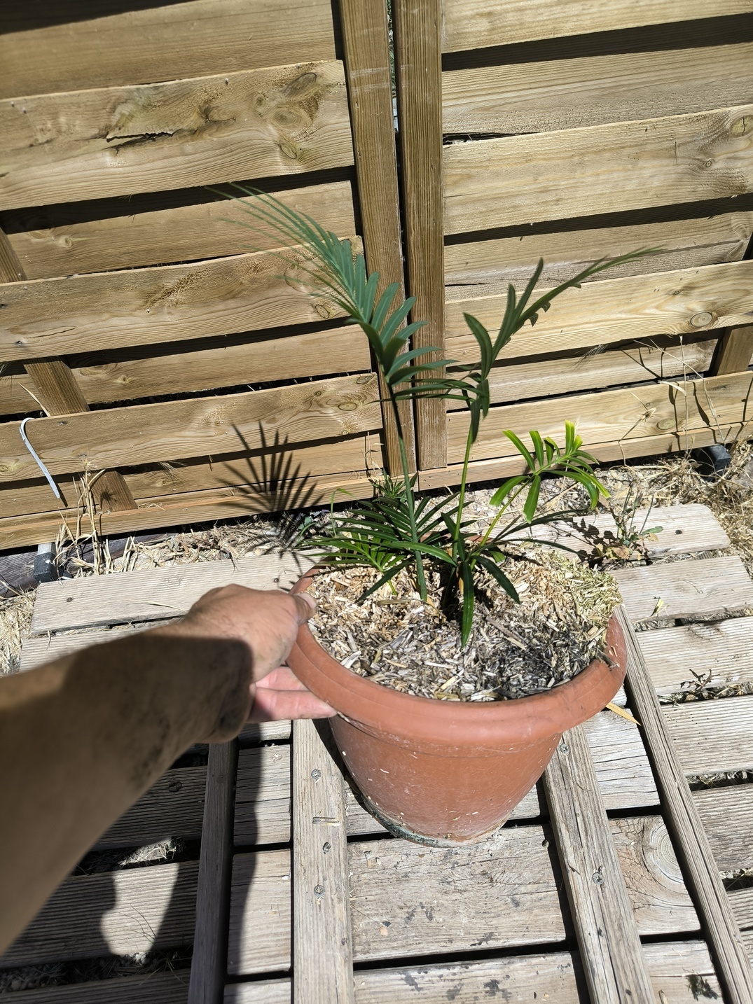 Cycas sexseminifera 4cm caudex – Image 5