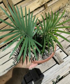 Cycas sexseminifera 4cm caudex