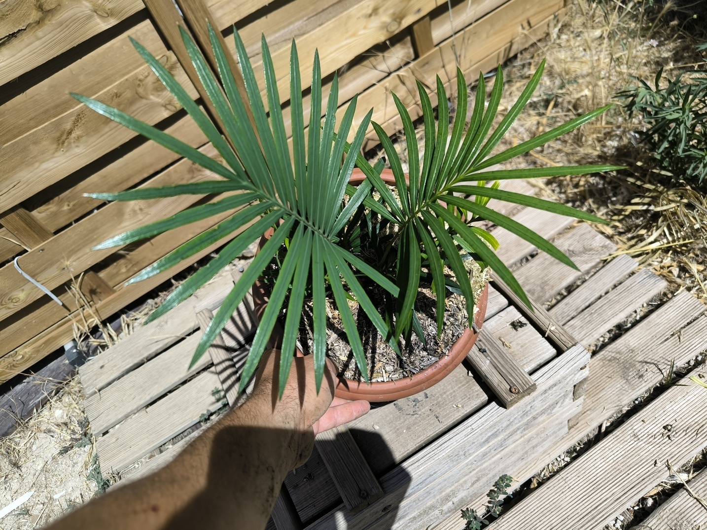 Cycas sexseminifera 4cm caudex