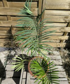 Cycas siamensis "Silver" greffé sur C. revoluta