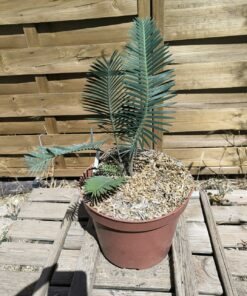 Dioon edule "Palma Sola"