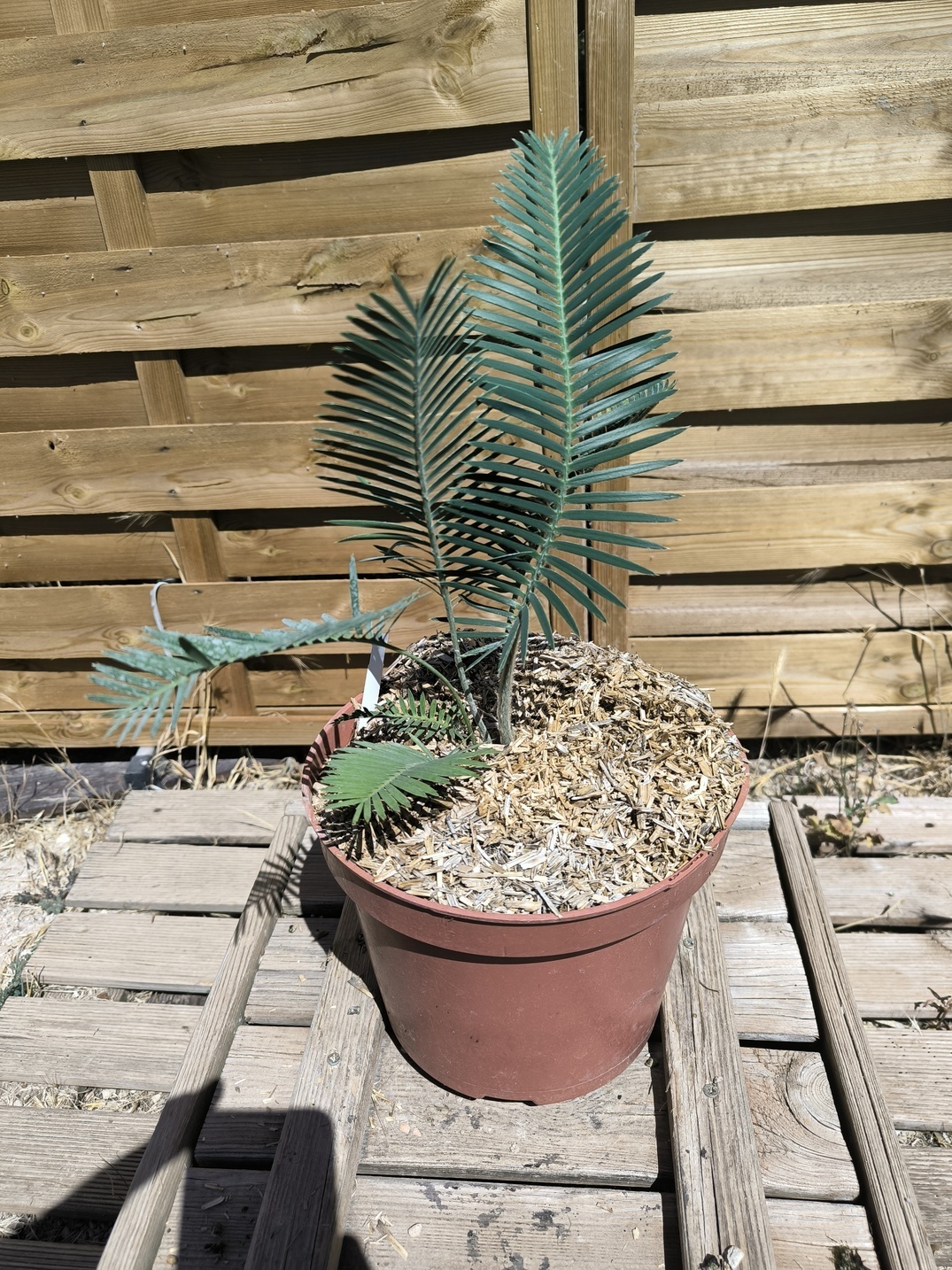 Dioon edule "Palma Sola"