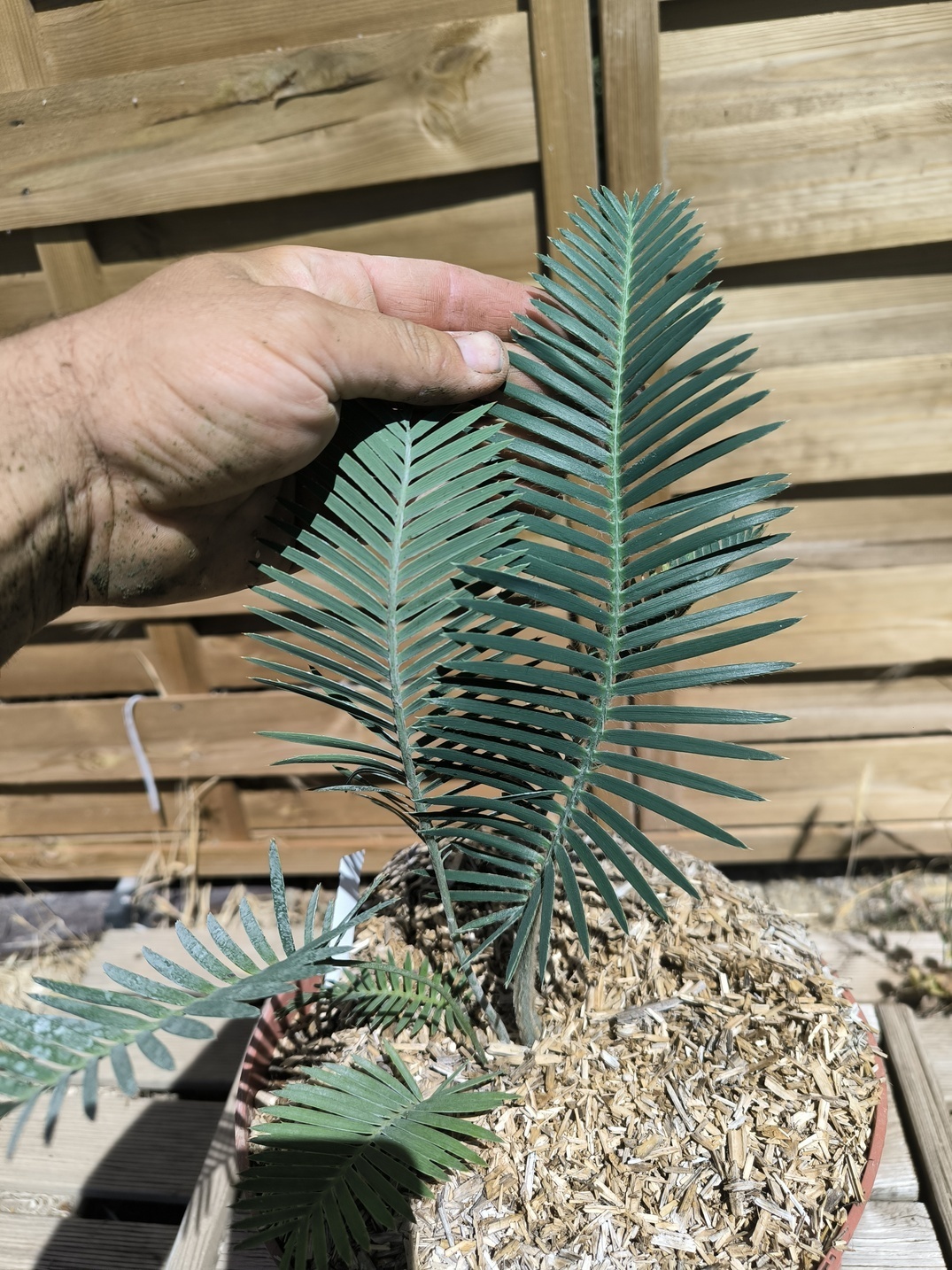 Dioon edule "Palma Sola" – Image 5