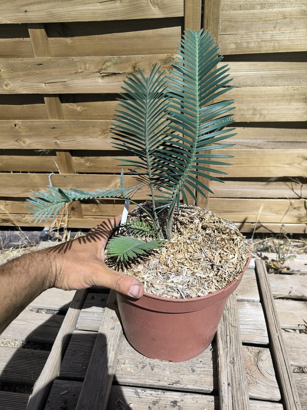 Dioon edule "Palma Sola" – Image 4