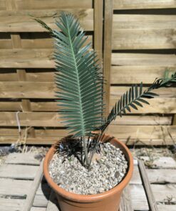 Dioon oaxacensis 3-4cm