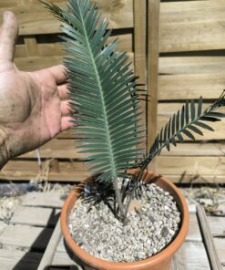 Alternative view of Dioon oaxacensis 3-4cm