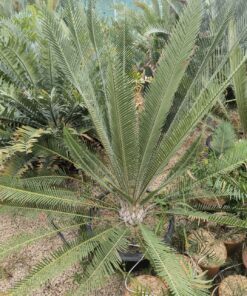 Alternative view of Dioon purpusii plantule