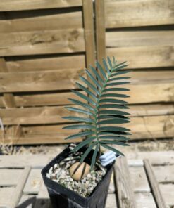 Dioon purpusii plantule