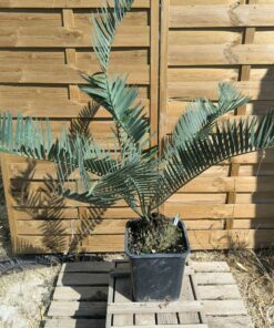 Encephalartos cupidus 16cm CU06 (Octobre 2026)
