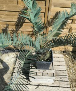 Alternative view of Encephalartos cupidus 16cm CU06 (Octobre 2026)