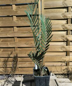 Encephalartos cupidus 7cm CU10 (Octobre 2026)