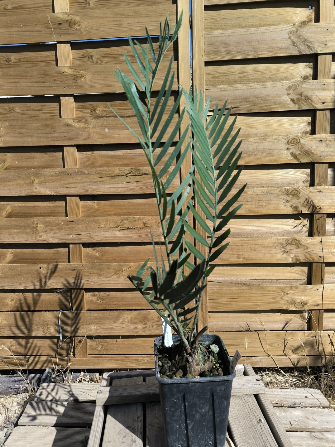 Encephalartos cupidus 7cm CU10 (Octobre 2026)