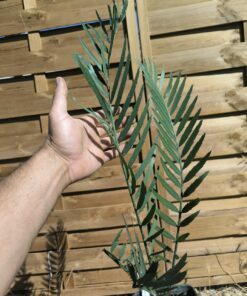 Alternative view of Encephalartos cupidus 7cm CU10 (Octobre 2026)