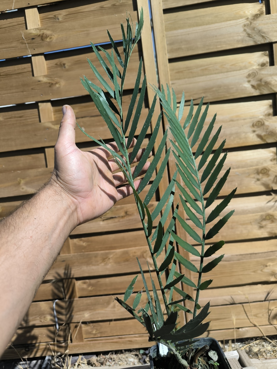 Encephalartos cupidus 7cm CU10 (Octobre 2026) – Image 2