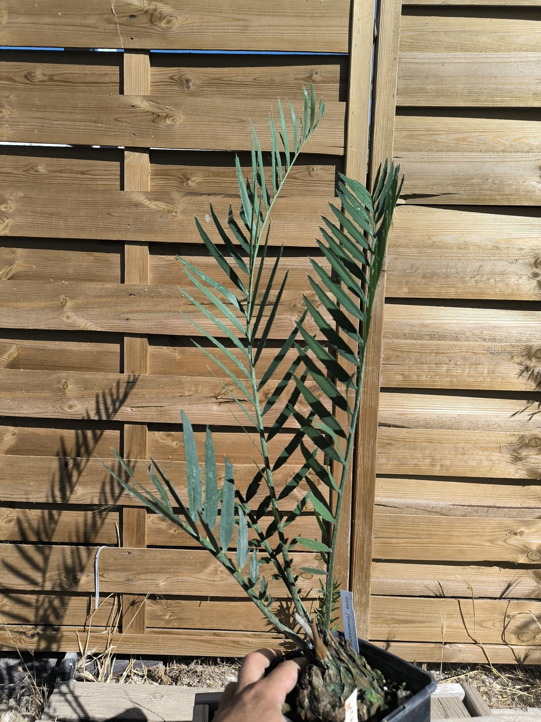Encephalartos cupidus 7cm CU10 (Octobre 2026) – Image 7