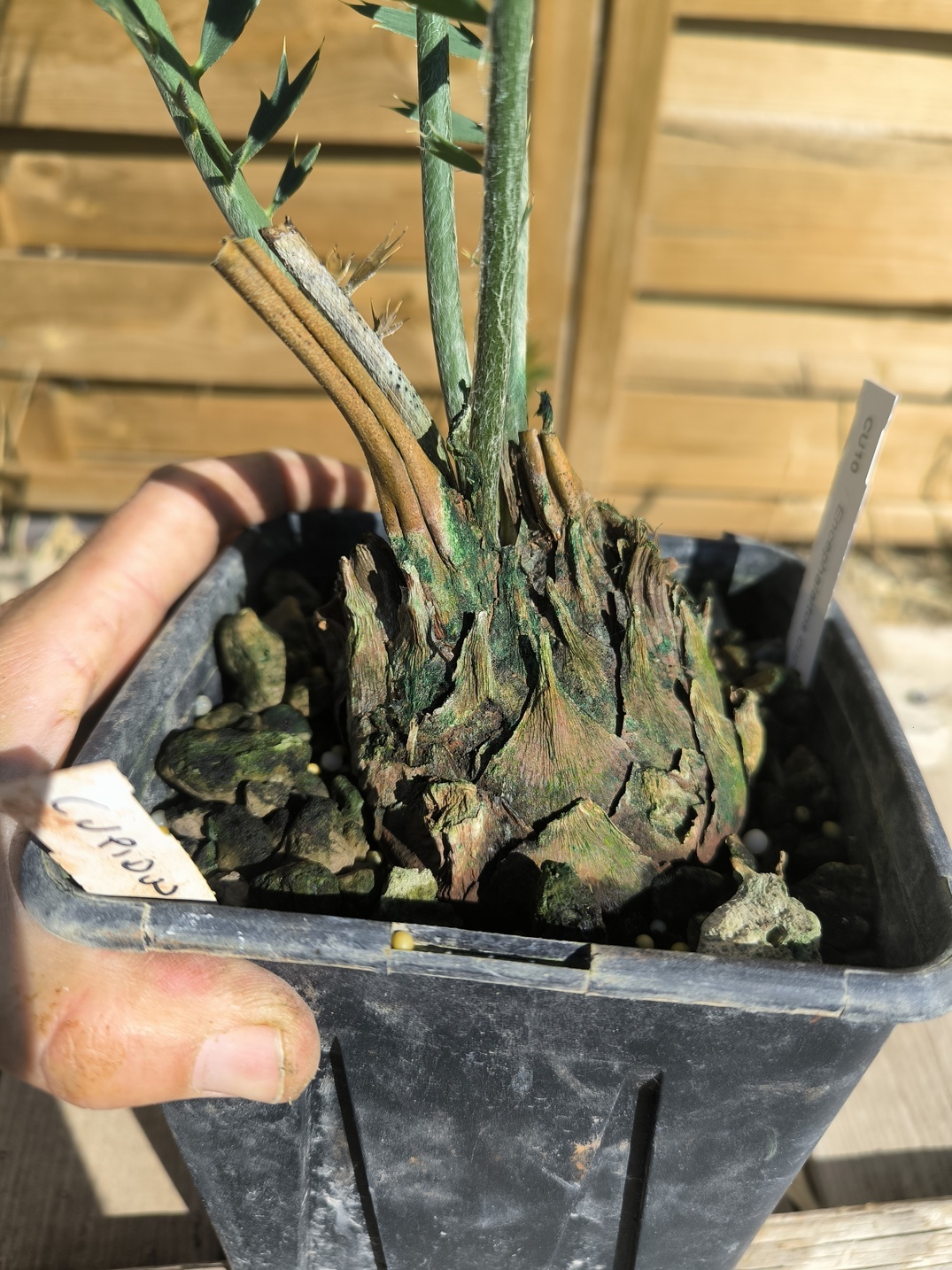 Encephalartos cupidus 7cm CU10 (Octobre 2026) – Image 5