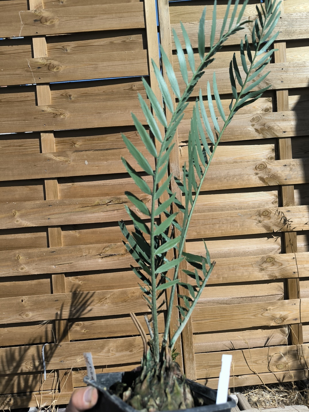 Encephalartos cupidus 7cm CU10 (Octobre 2026) – Image 4