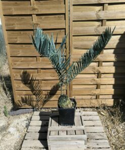 Alternative view of Encephalartos middelburgensis 16cm MI01 (Octobre 2026)