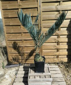 Encephalartos middelburgensis 16cm MI01 (Octobre 2026)