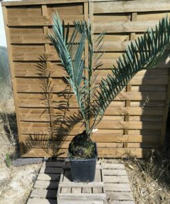 Encephalartos middelburgensis 20cm MI04 (Octobre 2026)