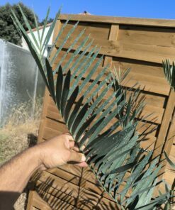 Alternative view of Encephalartos middelburgensis 20cm MI04 (Octobre 2026)