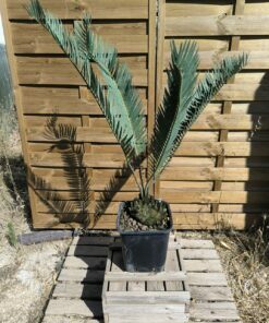 Encephalartos nubimontanus 22cm NU03 (Octobre 2026)