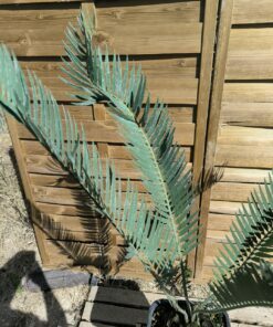 Alternative view of Encephalartos nubimontanus 22cm NU03 (Octobre 2026)