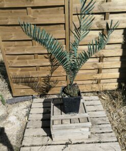 Encephalartos nubimontanus 15cm NU10 (Octobre 2026)