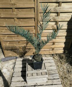 Alternative view of Encephalartos nubimontanus 15cm NU10 (Octobre 2026)