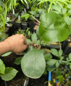 Alternative view of Ficus deltoidea "Giant Form"