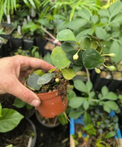 Ficus deltoidea (épiphyte)