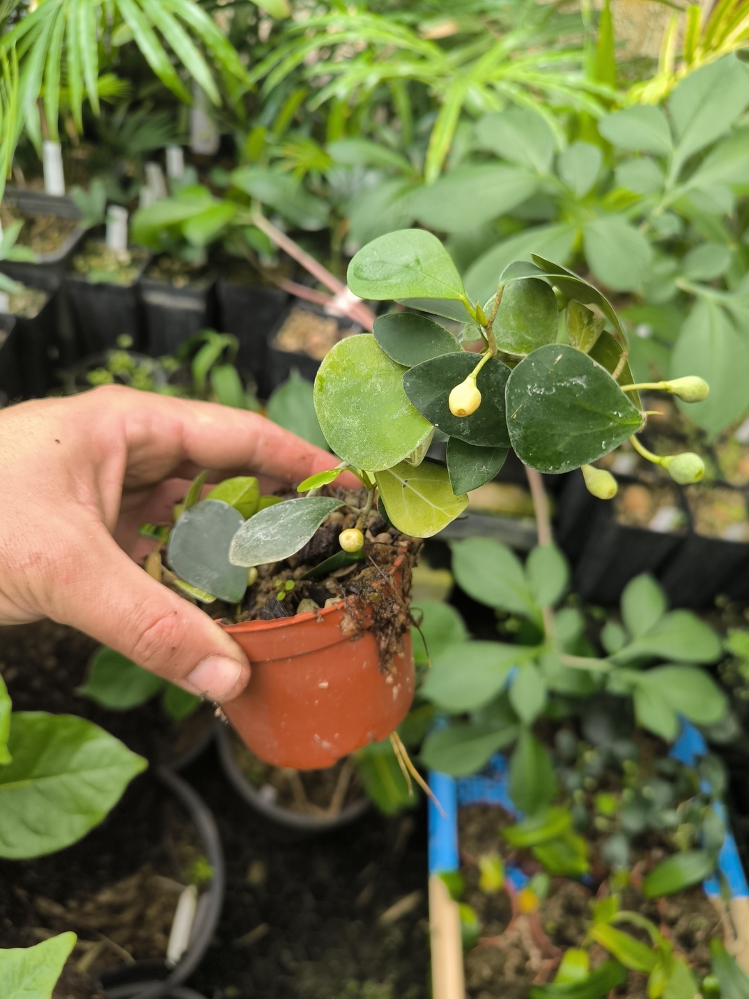 Ficus deltoidea (épiphyte)